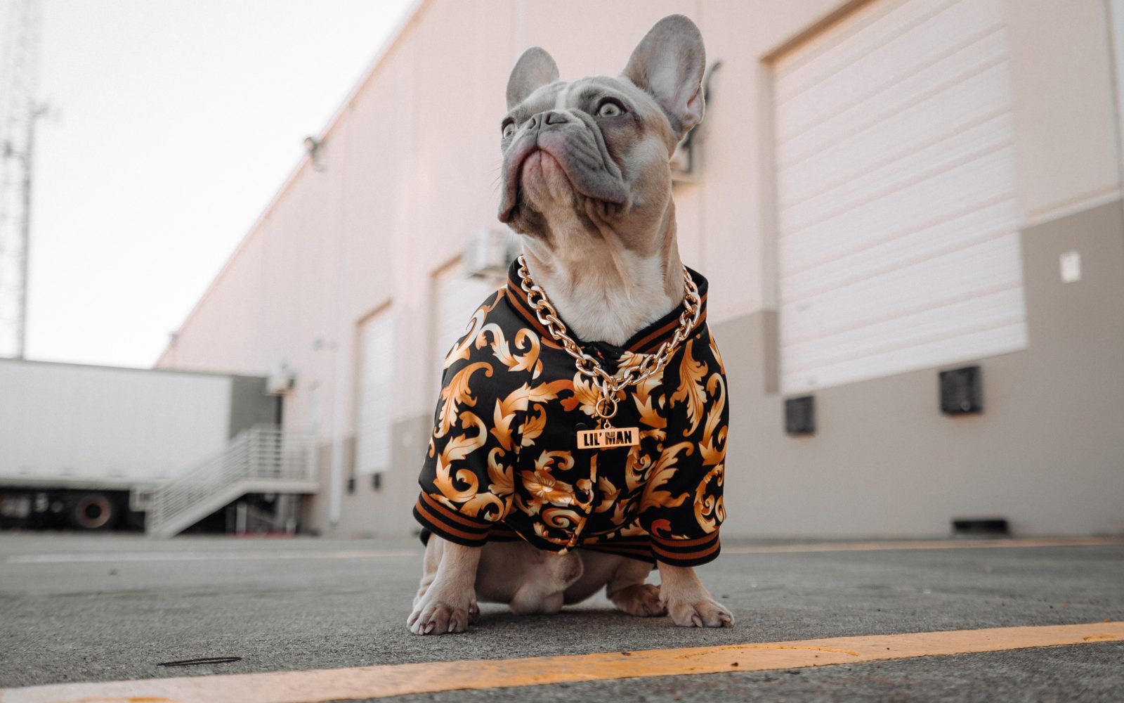 3 slovenske trgovine z najbolj šik dodatki za pse