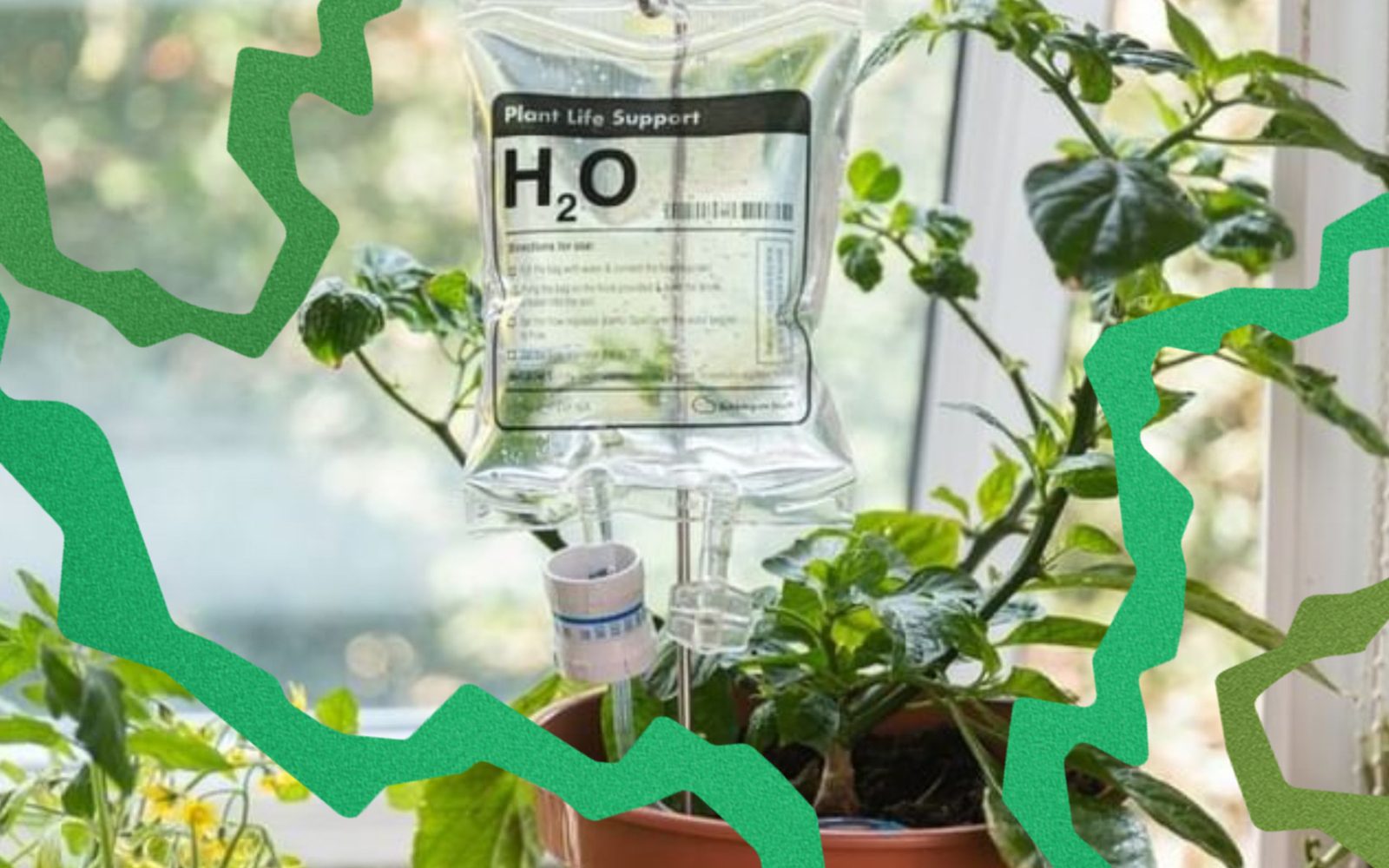 Hit na družbenih omrežjih: infuzija za vaše rastline!